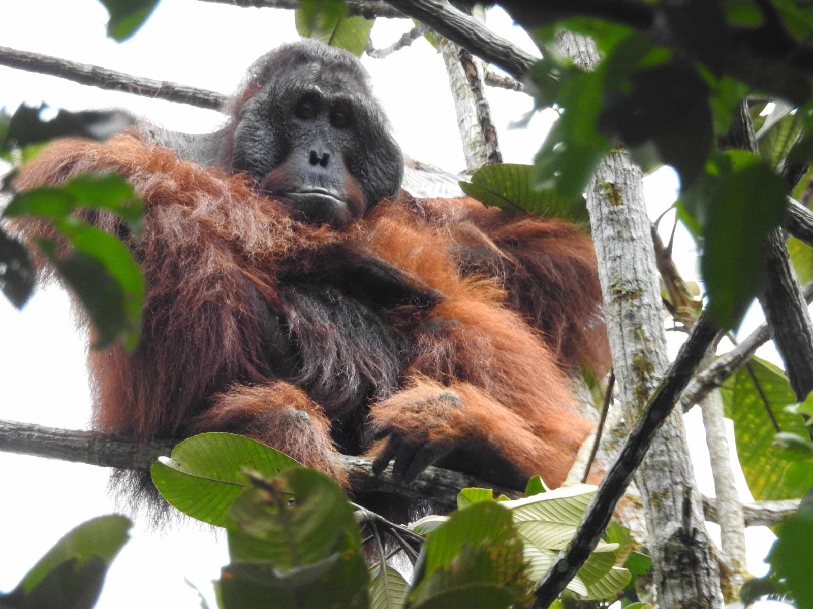 KMP_Orangutan